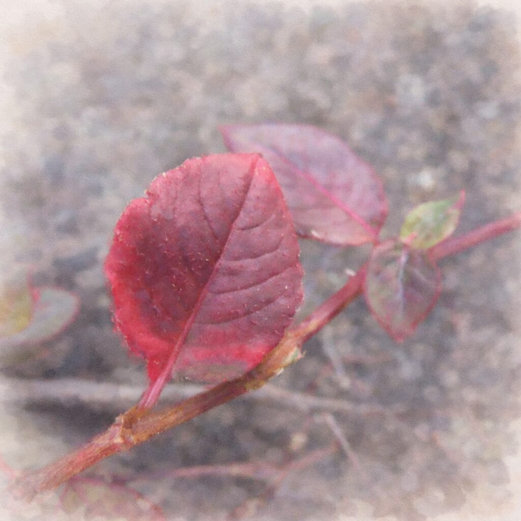 ヒメツルソバの赤い葉をやさしく描いた手描き水彩画風イラスト｜赤紫の楕円形の葉を主役に、淡いグラデーションと柔らかな背景ぼかしで表現した正方形構図の植物イラスト