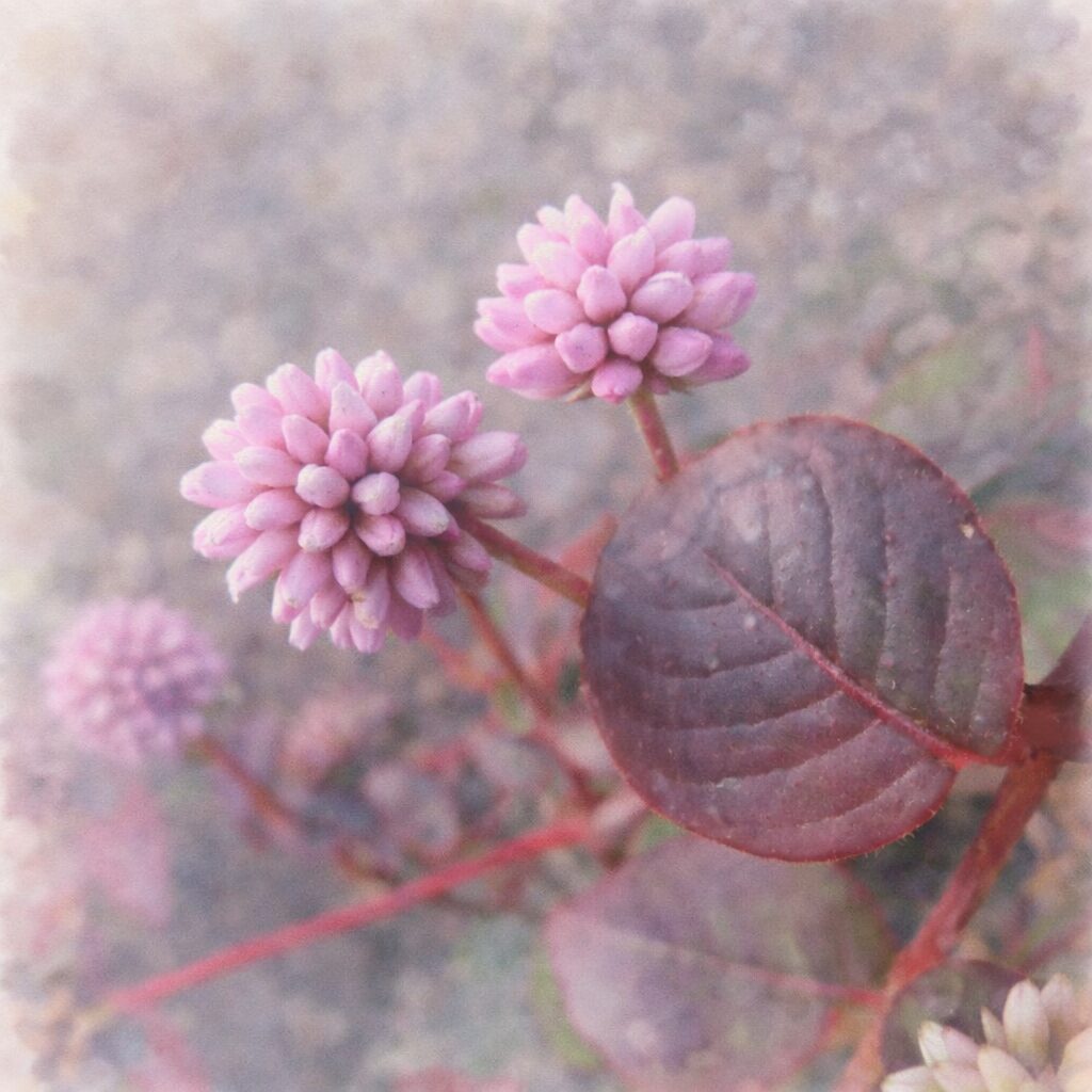 ヒメツルソバの花と葉を優しいタッチで描いた手描き水彩画風イラスト｜淡いピンクの花序と赤紫の丸葉を主役に、ふんわりした色彩と柔らかな背景ぼかしで表現した正方形構図の植物イラスト