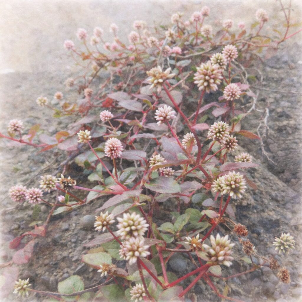 ヒメツルソバの群生をやさしく描いた手描き水彩画風イラスト｜赤い茎と丸い葉の間に淡いピンクと白の花序が点在し、ふんわりした色彩と柔らかな背景で表現した正方形構図の植物イラスト