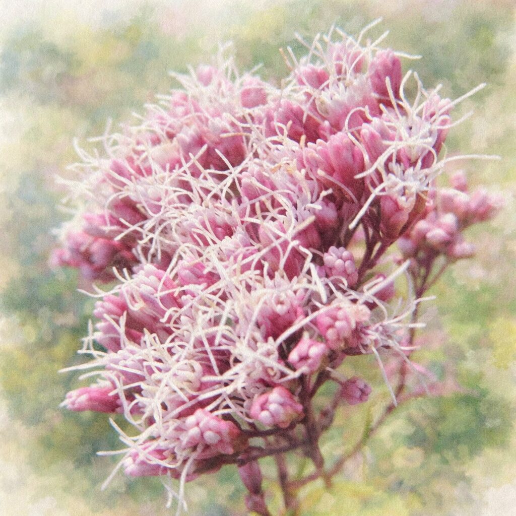 サワフジバカマの花を描いた、優しい質感の手描き水彩画風イラスト。淡いピンクの花房から白い糸状の花がふんわりと広がり、背景はにじみのある柔らかな緑でまとめた正方形構図。