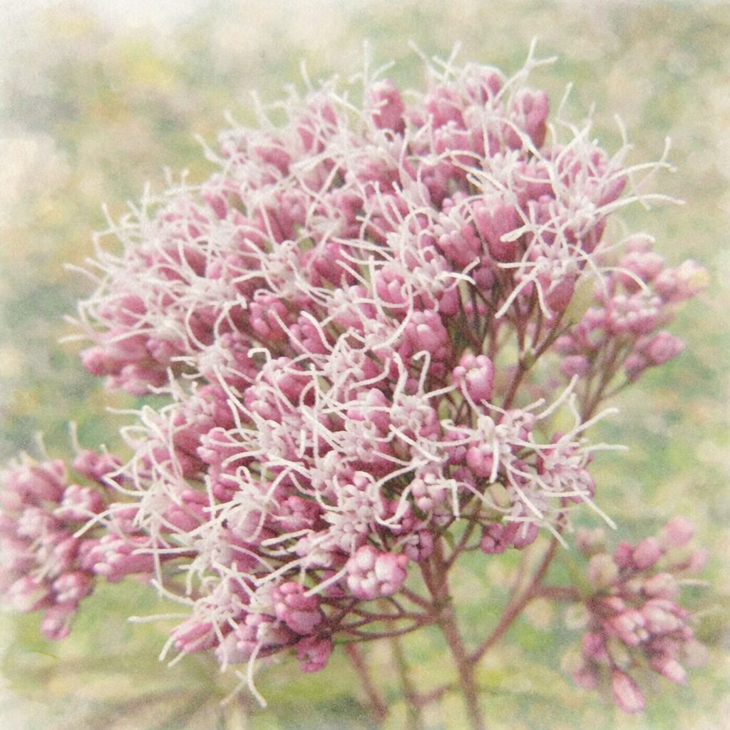 サワフジバカマの花房を描いた、優しい質感の手描き水彩画風イラスト。ピンク色の蕾と白い糸状の花がふんわりと広がり、背景は淡い緑のにじみでまとめた正方形構図。