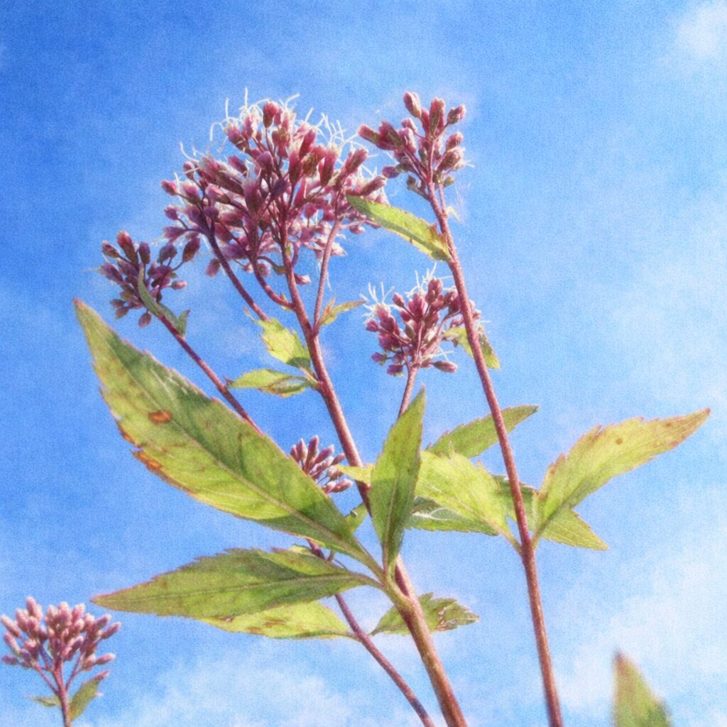 青空を背景にしたサワフジバカマを描いた、優しい質感の手描き水彩画風イラスト。赤紫の茎と淡いピンクの花房、白い糸状の花がふんわりと表現され、透明感のある空と柔らかな色合いでまとめた正方形構図。