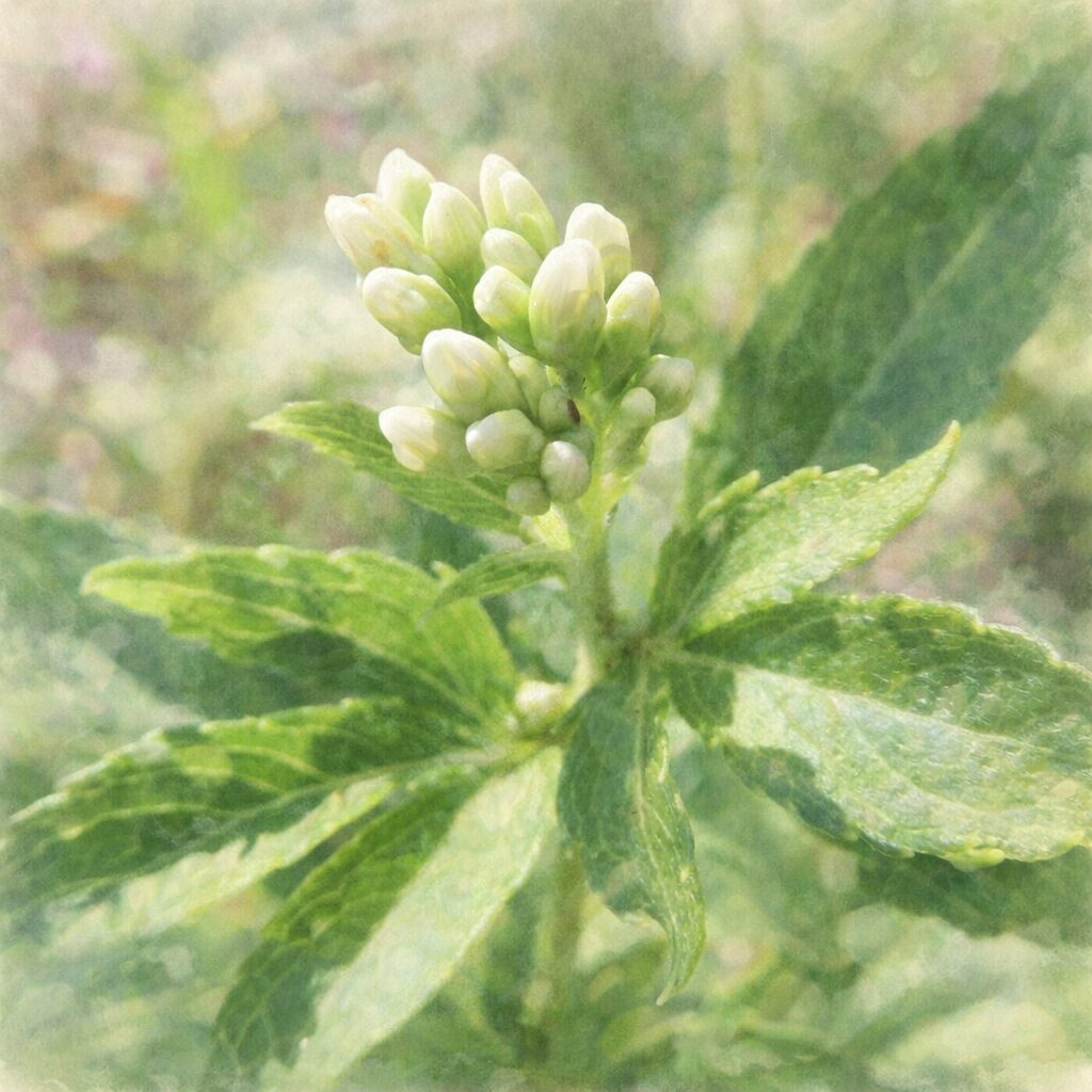 サワフジバカマの若い蕾を描いた、優しい質感の手描き水彩画風イラスト。淡い黄白色の蕾と瑞々しい緑の葉をふんわりと表現し、背景は柔らかなにじみでまとめた正方形構図。