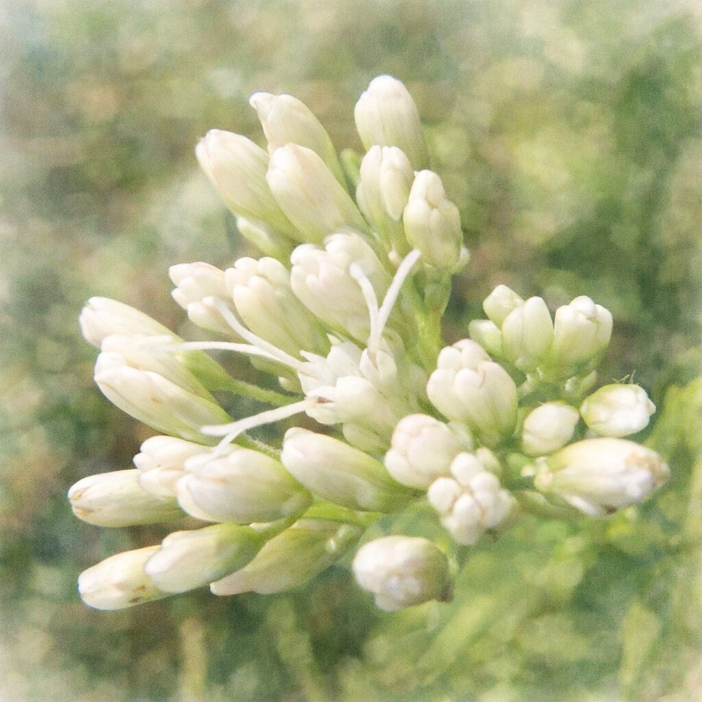 サワフジバカマの蕾と咲き始めの花を描いた、優しい質感の手描き水彩画風イラスト。黄白色の蕾と繊細な白い糸状の花をふんわり表現し、背景は淡い緑のにじみでまとめた正方形構図。