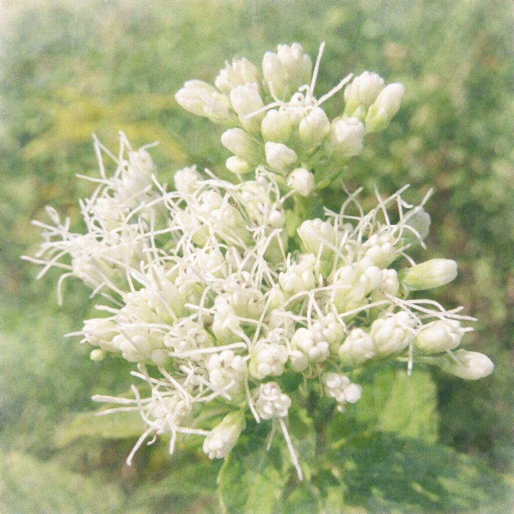 サワフジバカマの白い花房を描いた、優しい質感の手描き水彩画風イラスト。白い小花と繊細な糸状の花がふんわりと広がり、背景は淡い緑のにじみでまとめた正方形構図。