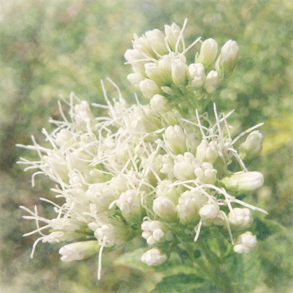 サワフジバカマの白い花房をモチーフにした、優しい質感の手描き水彩画風イラスト。黄白色の蕾と繊細な白い糸状の花をふんわり描き、背景は淡い緑のにじみでまとめた正方形構図。