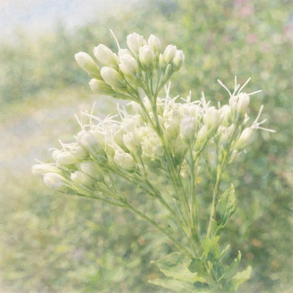 サワフジバカマの白い蕾と花を描いた、優しい質感の手描き水彩画風イラスト。淡い白色の花房と繊細な糸状の花をふんわり表現し、背景は柔らかな緑と光のにじみでまとめた正方形構図。