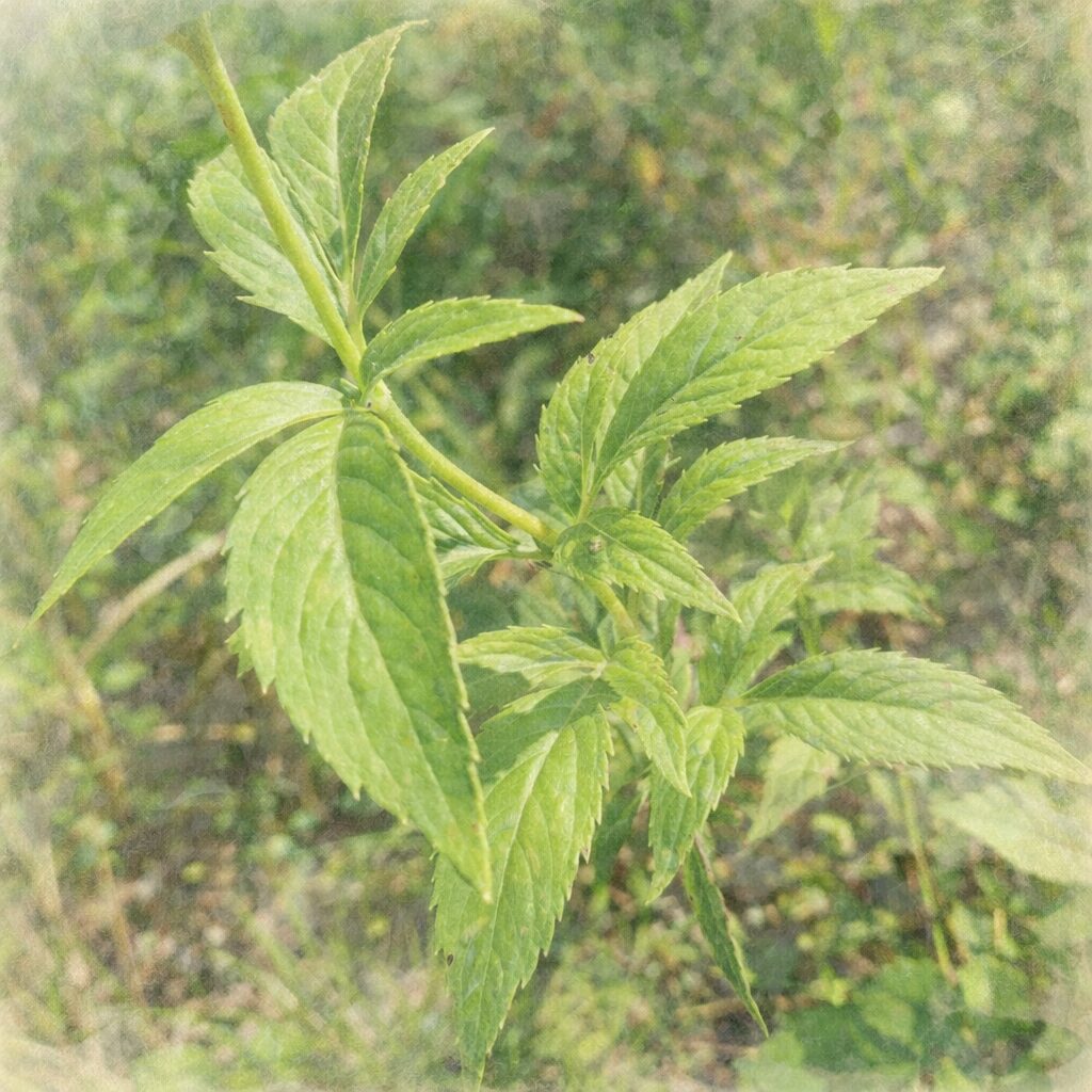 サワフジバカマの葉姿を描いた、優しい質感の手描き水彩画風イラスト。明るい緑の鋸歯のある葉としなやかな茎をふんわり表現し、背景は淡い緑と土色のにじみでまとめた正方形構図。