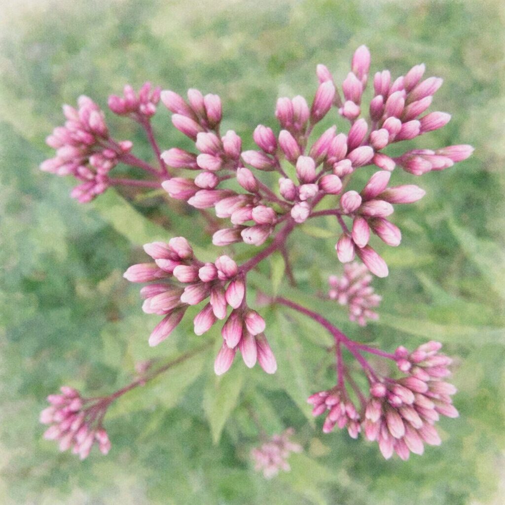 サワフジバカマのピンク色の蕾を描いた、優しい質感の手描き水彩画風イラスト。放射状に広がる花房と淡い緑の葉をふんわり表現し、背景はやわらかなにじみでまとめた正方形構図。