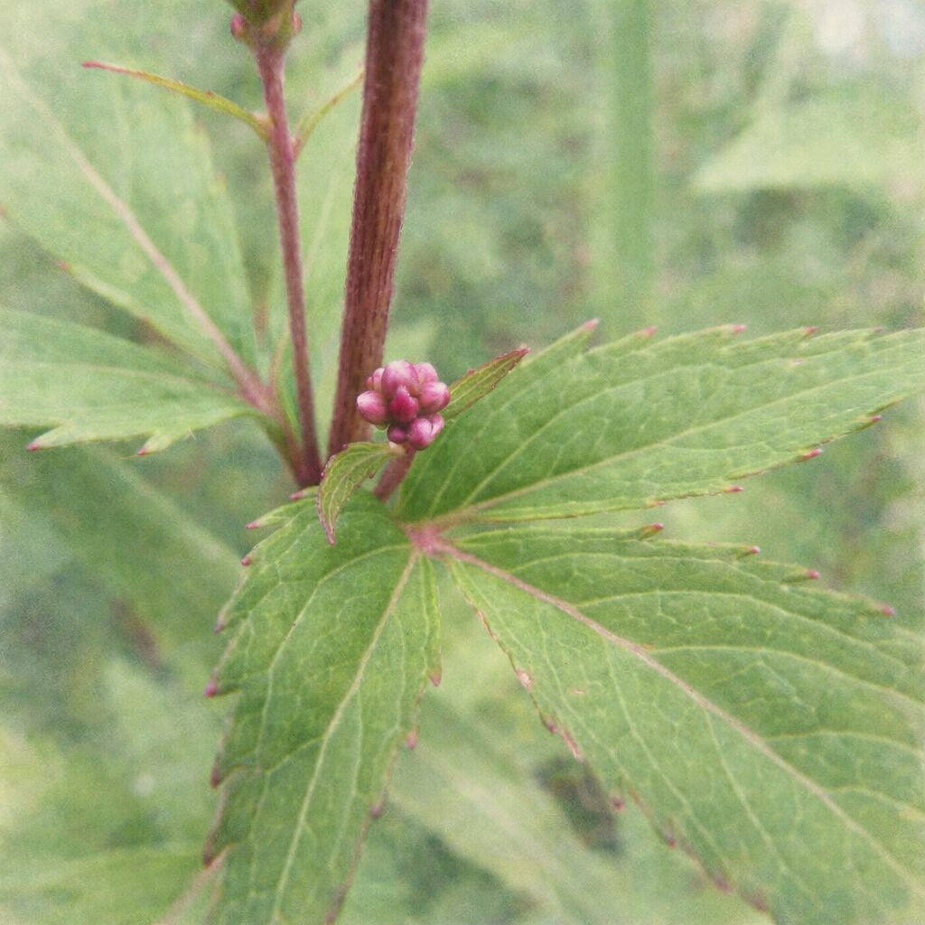 サワフジバカマの葉と蕾を描いた、優しい質感の手描き水彩画風イラスト。赤みのある茎、淡いピンクの蕾、鋸歯のある緑の葉をふんわりと表現し、背景は柔らかな緑のにじみでまとめた正方形構図。