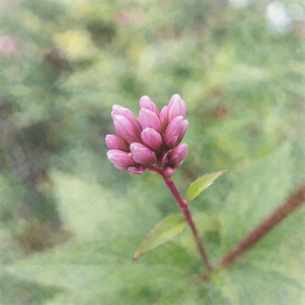 サワフジバカマの蕾をモチーフにした、優しい質感の手描き水彩画風イラスト。淡いピンクの蕾が房状に描かれ、赤みのある茎と柔らかな緑の背景がふんわりと溶け合う正方形構図。