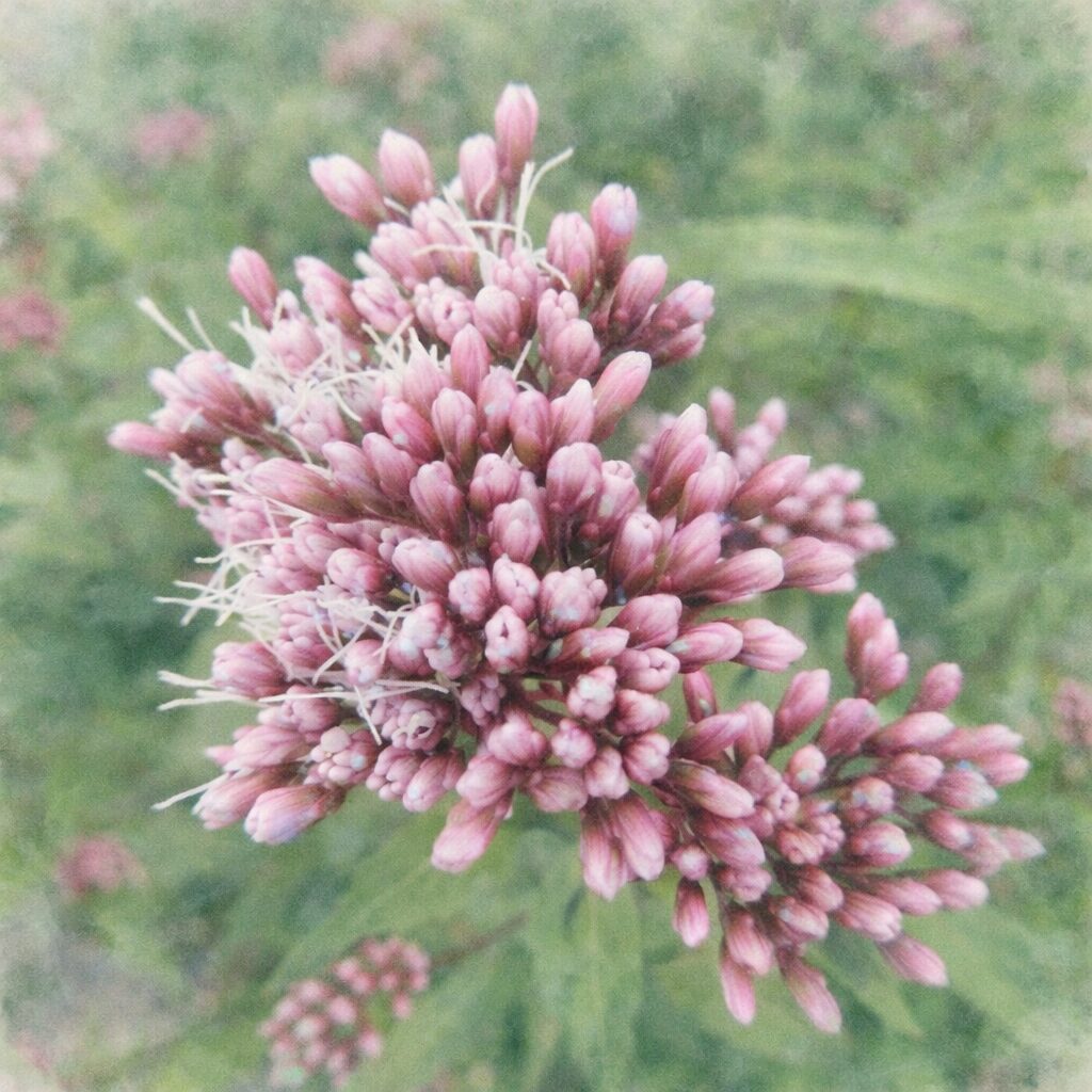 サワフジバカマの花房を描いた、優しい質感の手描き水彩画風イラスト。淡いピンクの蕾が重なり合い、ところどころに白い糸状の花がふんわりと表現され、背景はやわらかな緑のにじみでまとめた正方形構図。