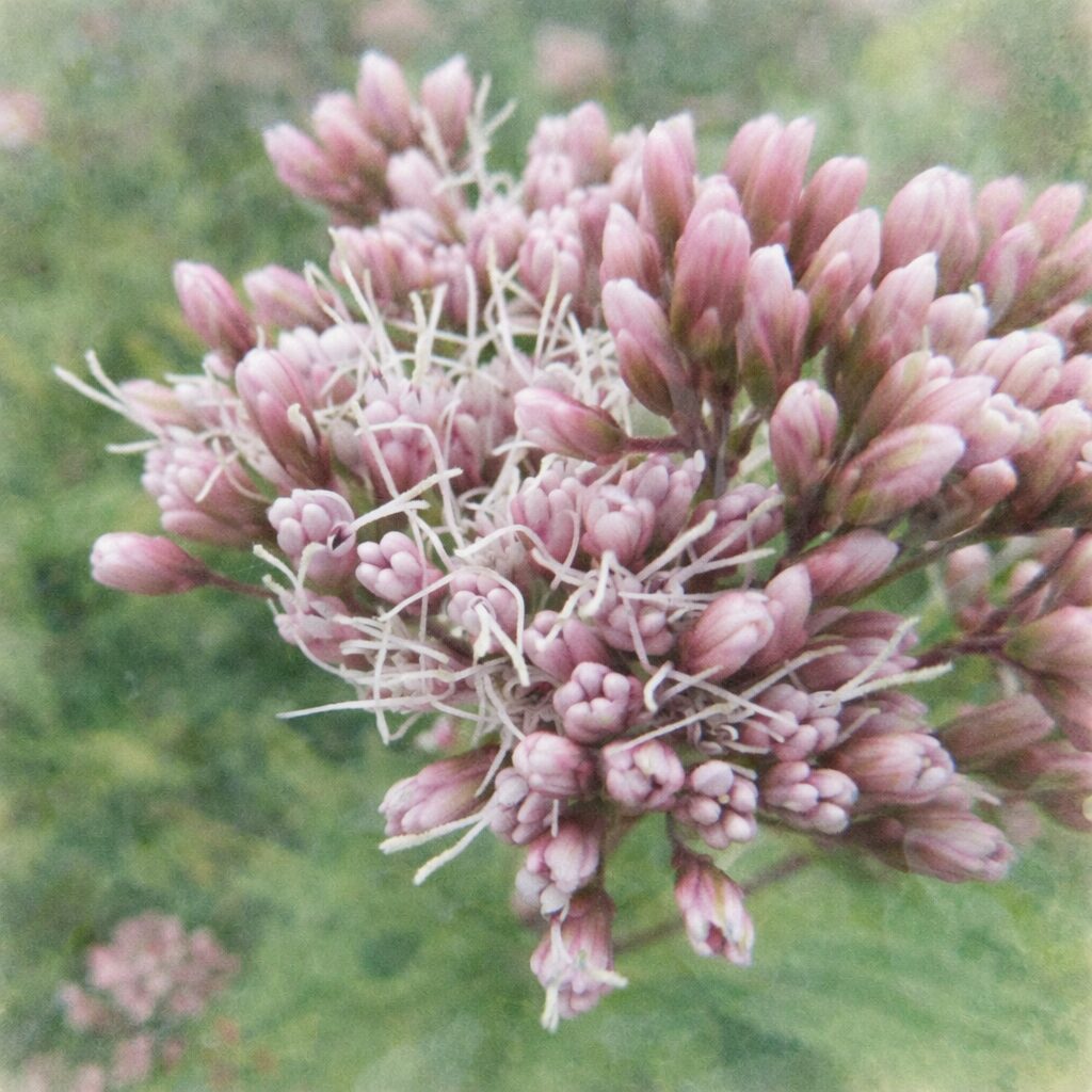 サワフジバカマの花房を描いた、プロレベルの優しい質感の手描き水彩画風イラスト。淡いピンクの蕾と白い糸状の花をふんわり重ね、背景はやわらかな緑のにじみでまとめた正方形構図。