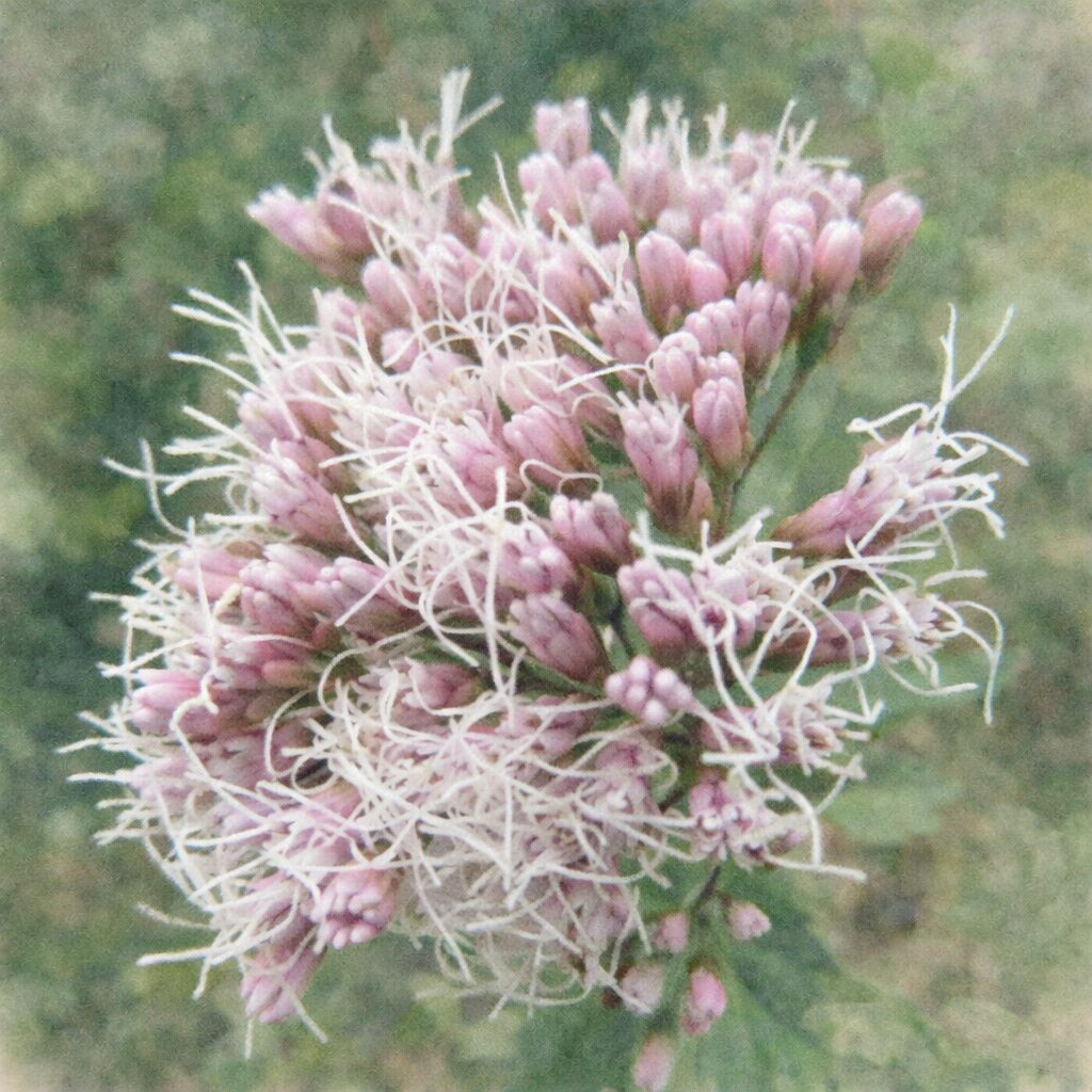 サワフジバカマの手描き水彩画イラスト｜淡いピンクの花芽と白い糸状の花が柔らかく描かれた、優しい質感の正方形ボタニカルアート