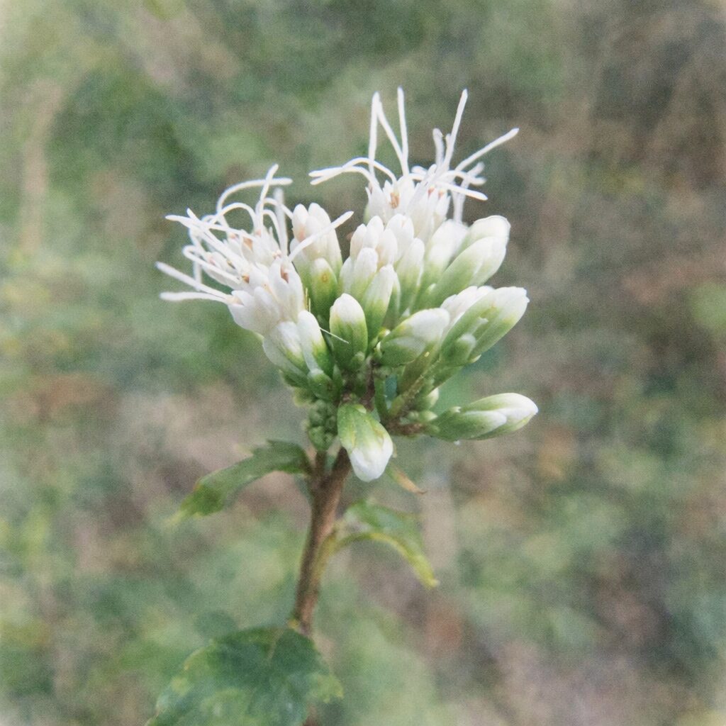 サワフジバカマの白い花を描いた手描き水彩画イラスト｜淡い緑の蕾と白い糸状の花をやさしい質感で表現した、ふんわりとした正方形ボタニカルアート