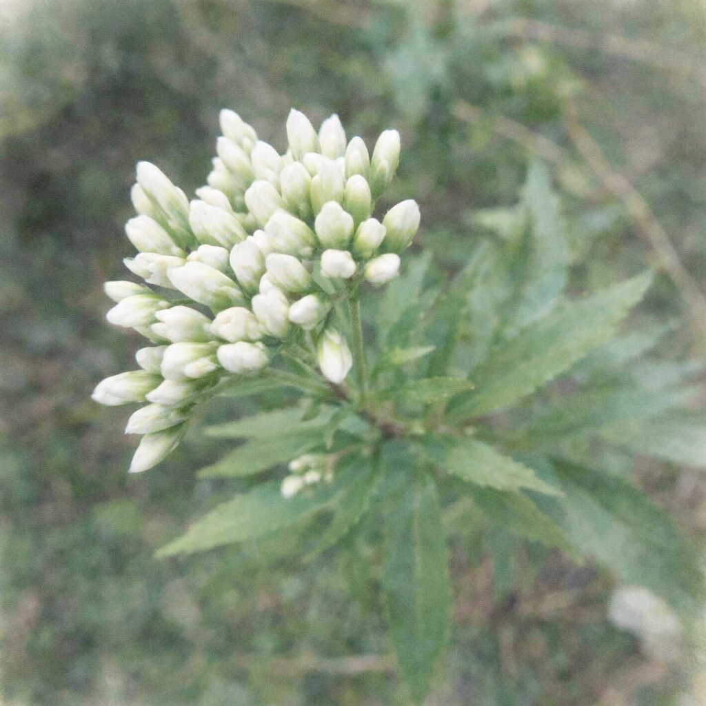 サワフジバカマの白い花芽を描いた手描き水彩画イラスト｜白から淡緑へと移ろう蕾と細かな葉を、やさしい質感でふんわり表現した正方形ボタニカルアート
