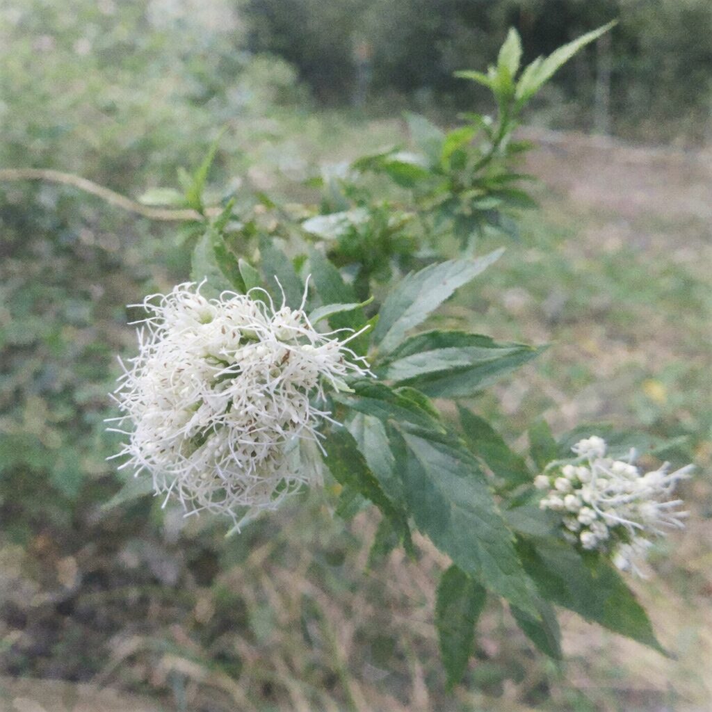 サワフジバカマの白い花房をやさしいタッチで描いた手描き水彩画風イラスト。糸のような雄しべの柔らかな広がりと緑の葉を淡い色彩で表現した、ふんわりとした正方形の植物イラスト。