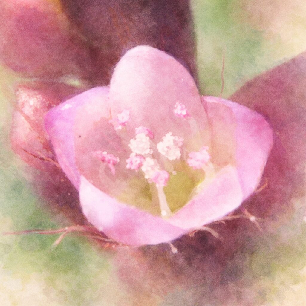 イヌタデの花を描いた手描き水彩画風イラスト。淡いピンクの小花を正面構図でふんわりと表現し、中央の雄しべをやさしい色調で描写、背景は緑と赤をぼかした絵画的な正方形構図。