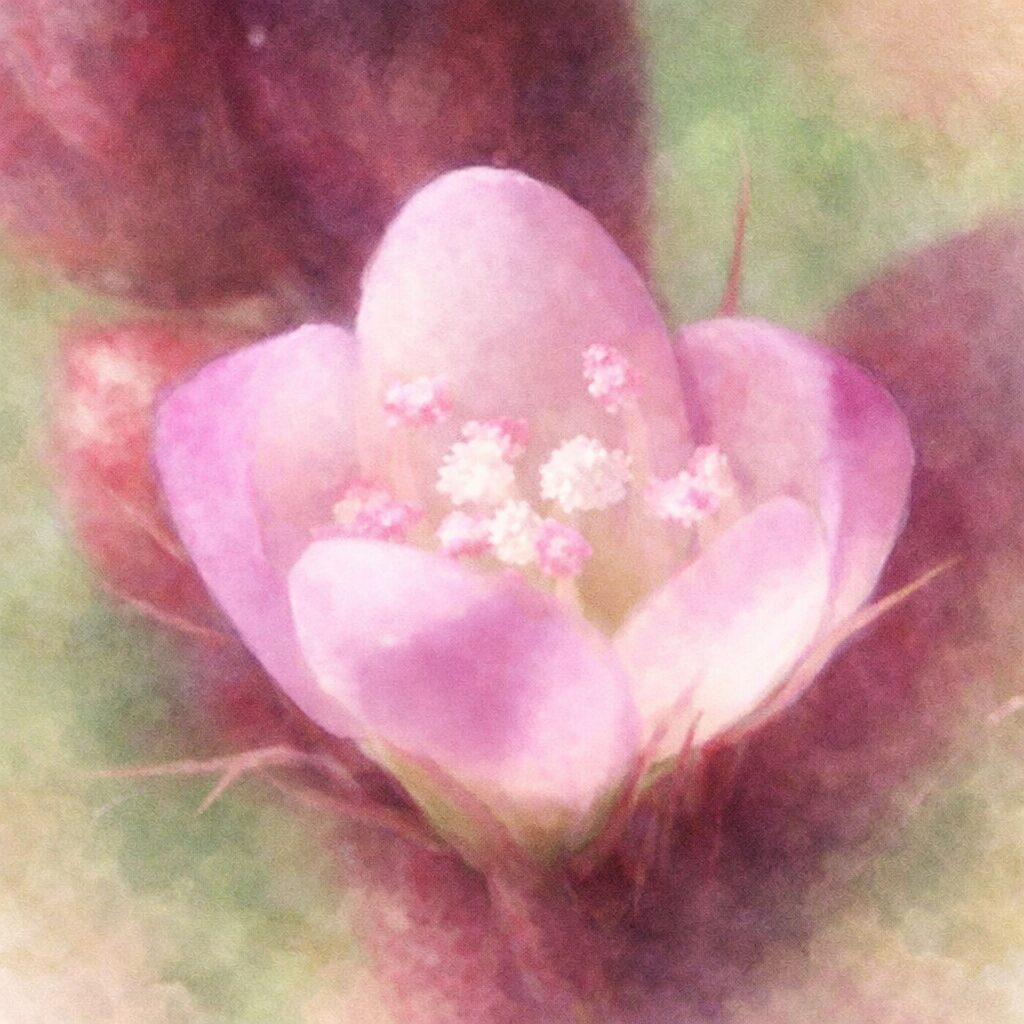 イヌタデの花をモチーフにした手描き水彩画風イラスト。淡いピンクの小花を下向き正面構図でふんわりと描き、半透明の花弁と中央の雄しべを優しい色調で表現し、背景を柔らかくぼかした正方形の絵画的構図。