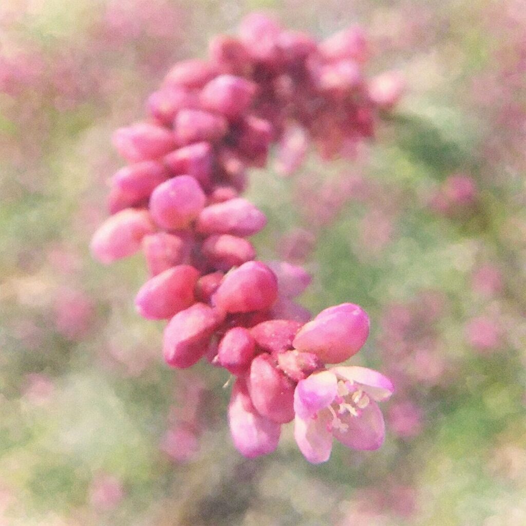 イヌタデの花穂を描いた手描き水彩画風イラスト。弓なりにカーブする花序にピンク色の小花とつぼみをふんわりと配置し、背景は淡い緑とピンクで柔らかくぼかした絵画的な正方形構図。