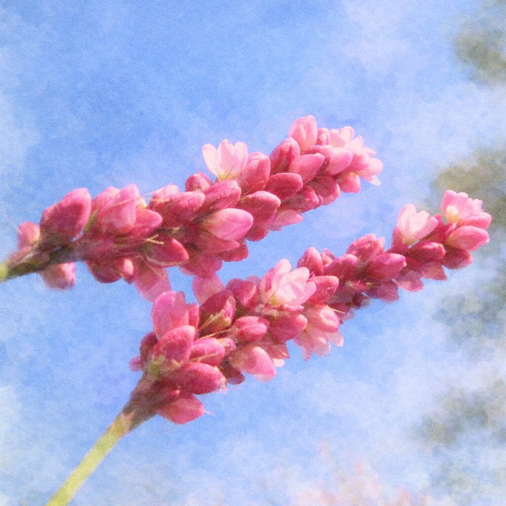 青空を背景にしたイヌタデの花穂の手描き水彩画風イラスト。赤紫の花序とピンク色の小花をふんわりと描き、空の青を淡くにじませた優しい色調の正方形構図。