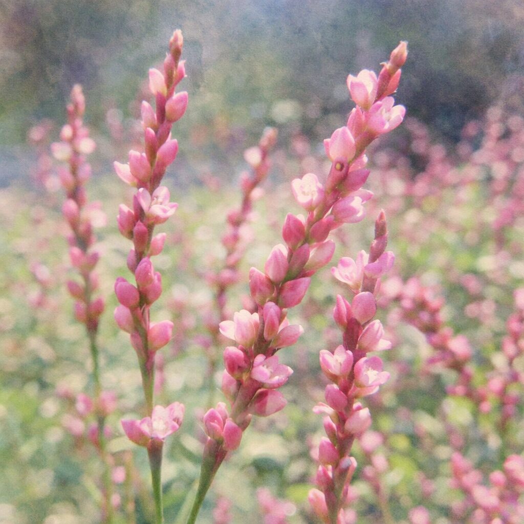 イヌタデの花穂が立ち並ぶ様子を描いた手描き水彩画風イラスト。細い茎に連なるピンクの小花をふんわりとした筆致で表現し、背景は淡い緑と紫を溶かすようにぼかした優しい正方形構図。