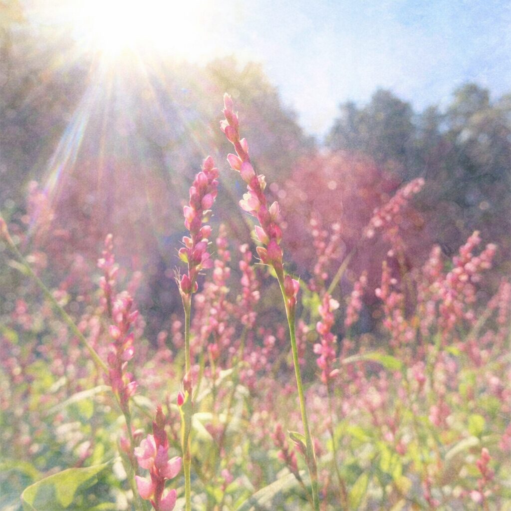 逆光の光に包まれたイヌタデの群生を描いた手描き水彩画風イラスト。ピンク色の花穂と細い茎をふんわりと表現し、陽光がにじむ背景と淡い緑を溶かした優しい正方形構図。