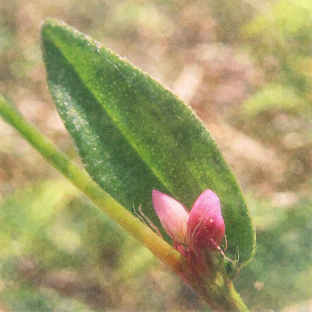 イヌタデの葉と花を描いた手描き水彩画風イラスト。大きな緑の葉と根元に咲くピンク色の小花をふんわりとした優しい筆致で表現し、背景を淡くぼかした絵画的な正方形構図。