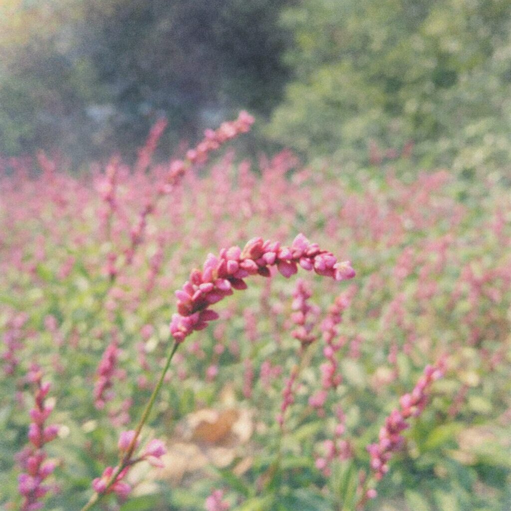 イヌタデの群生を描いた手描き水彩画風イラスト。手前に弓なりの花穂を配置し、周囲に広がるピンク色の花畑をふんわりと滲ませて表現した、優しい色調の正方形構図。