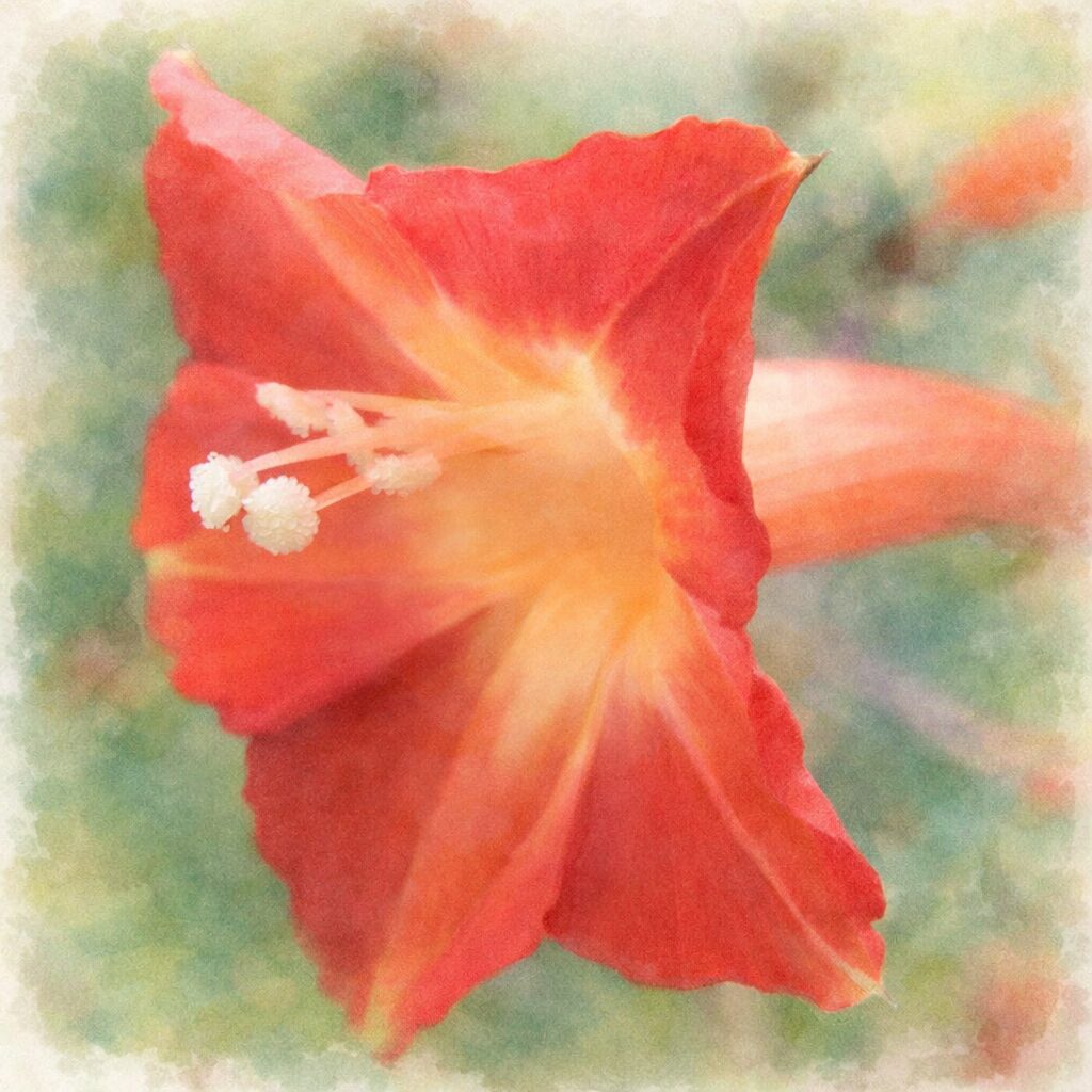 マルバルコウの花を横向き構図で描いた手描き水彩画風イラスト。赤い花弁と橙黄色の中心部がにじむように表現され、白い雄しべが繊細に浮かび上がる。背景は淡い緑のぼかしで、ふんわり優しい絵画的な雰囲気。