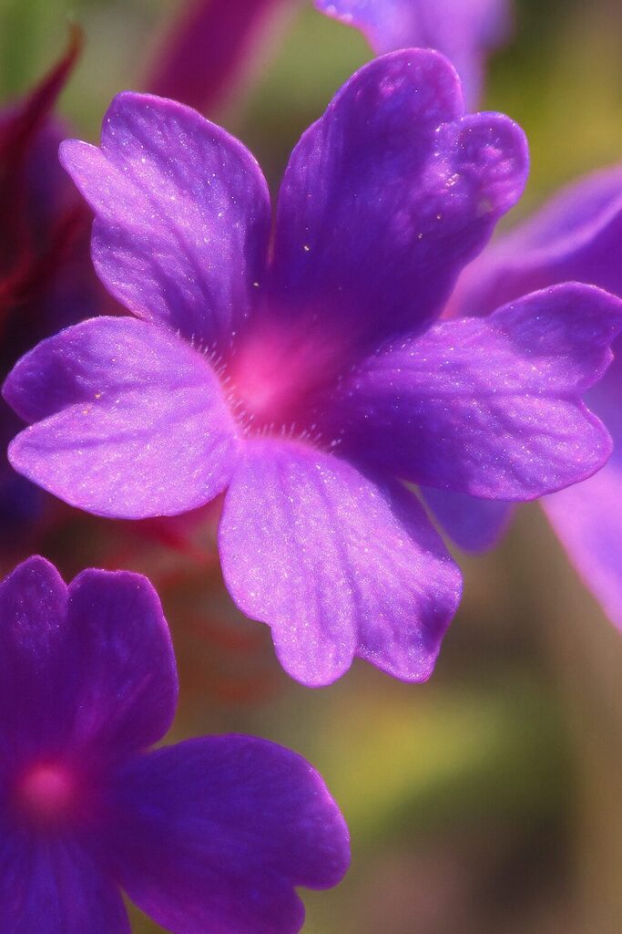 シュッコンバーベナの花びらを接写した紫色の春の無料イラスト