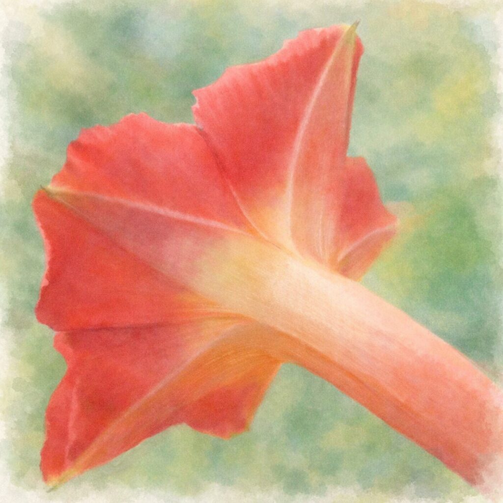 マルバルコウの花を後方斜めから描いた手描き水彩画風イラスト。赤から橙へと移ろう花弁と花筒を柔らかなにじみで表現し、背景は淡い緑のぼかしで包まれた、優しくふんわりとした絵画的構図。