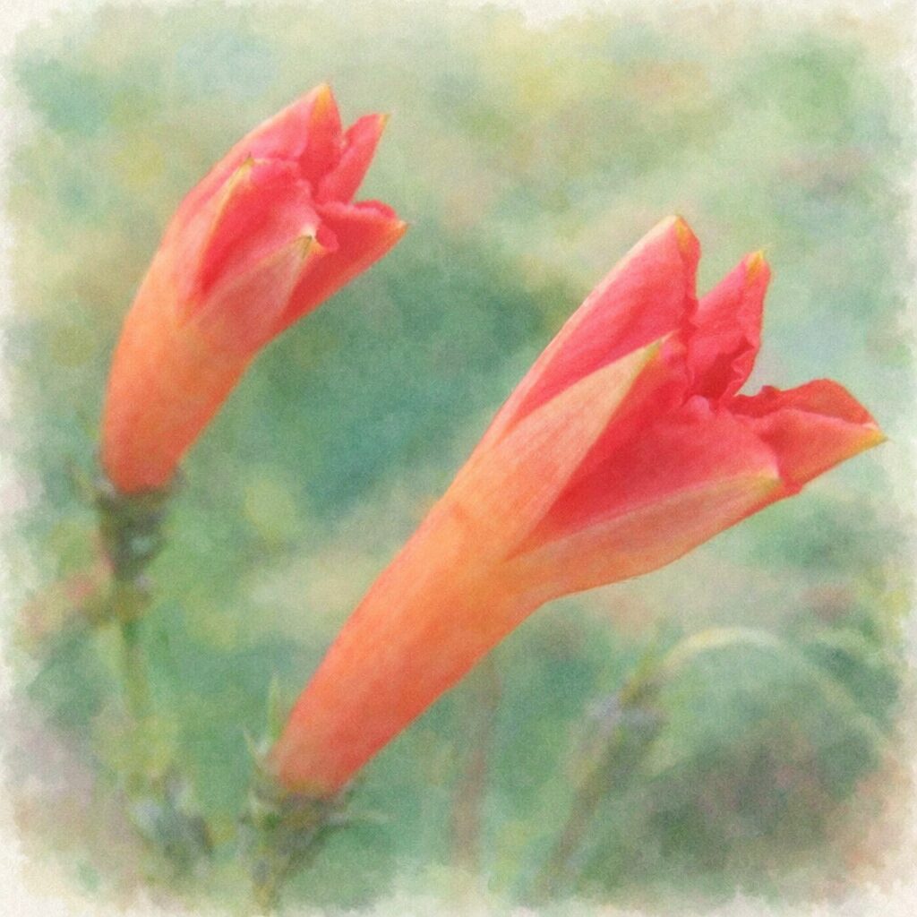 マルバルコウの筒状花を2輪描いた手描き水彩画風イラスト。赤と橙の色合いがにじむように表現され、開花直前の花の形を優しくふんわりと描写。背景は淡い緑のぼかしで、絵画的でやわらかな雰囲気。
