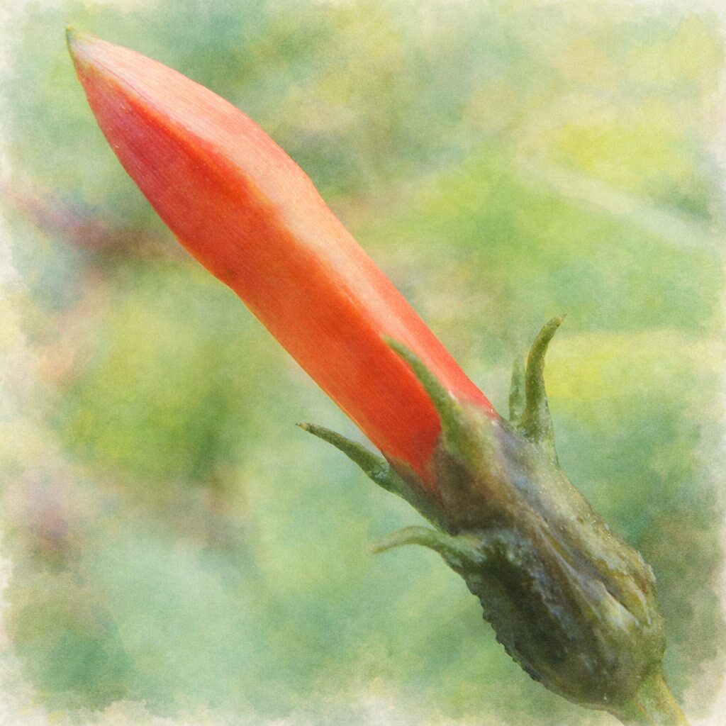 マルバルコウのつぼみを斜め横構図で描いた手描き水彩画風イラスト。赤橙色の細長い花筒と緑の萼を、にじみのある優しい筆致で表現し、背景は淡い緑のぼかしで包まれた、ふんわりとした絵画的な雰囲気。