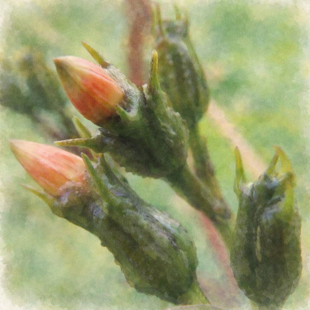 マルバルコウのつぼみを数輪描いた手描き水彩画風イラスト。赤橙色の花芽と濃緑の萼をにじみのある筆致で表現し、背景は淡い緑のぼかしで包まれた、優しくふんわりとした絵画的雰囲気。