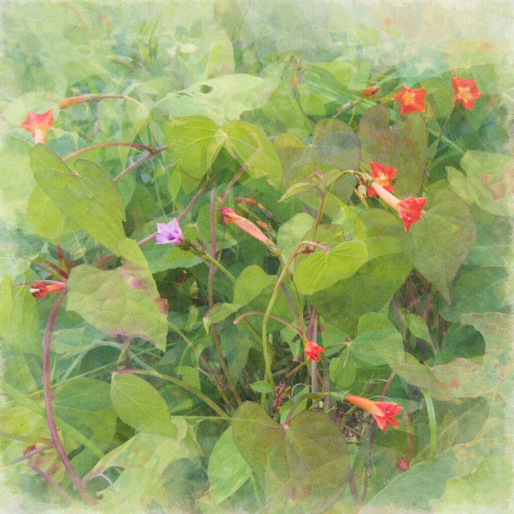 マルバルコウの群生を描いた手描き水彩画風イラスト。赤橙色の小さな花と紫を帯びたつる、ハート形の葉が重なり合い、淡い緑の背景にふんわりと溶け込む。実写よりも柔らかく絵画的な雰囲気で表現された構図。