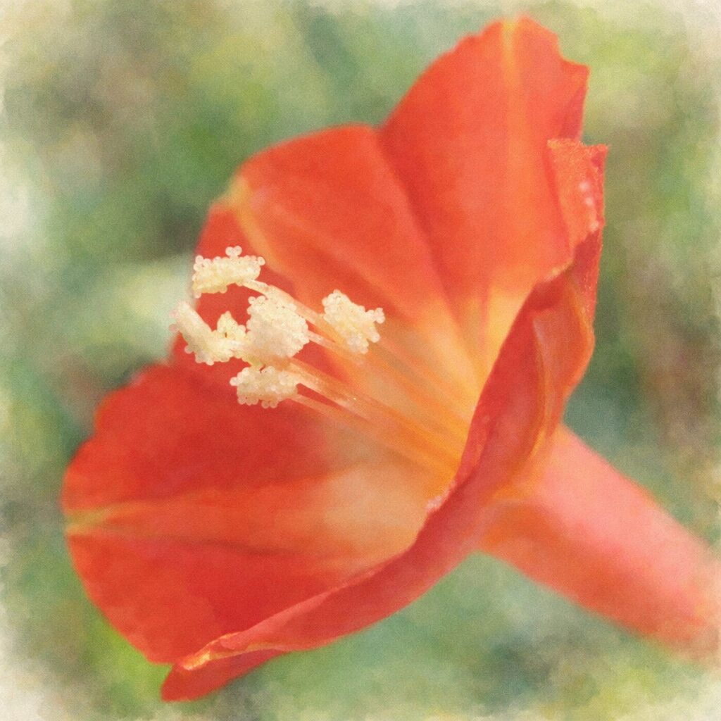 マルバルコウの花を横向き構図で描いた手描き水彩画風イラスト。赤から橙、黄色へとにじむ花弁と、白い雄しべをやさしい筆致で表現。背景は淡い緑のぼかしで、ふんわりとした絵画的な雰囲気に仕上げている。