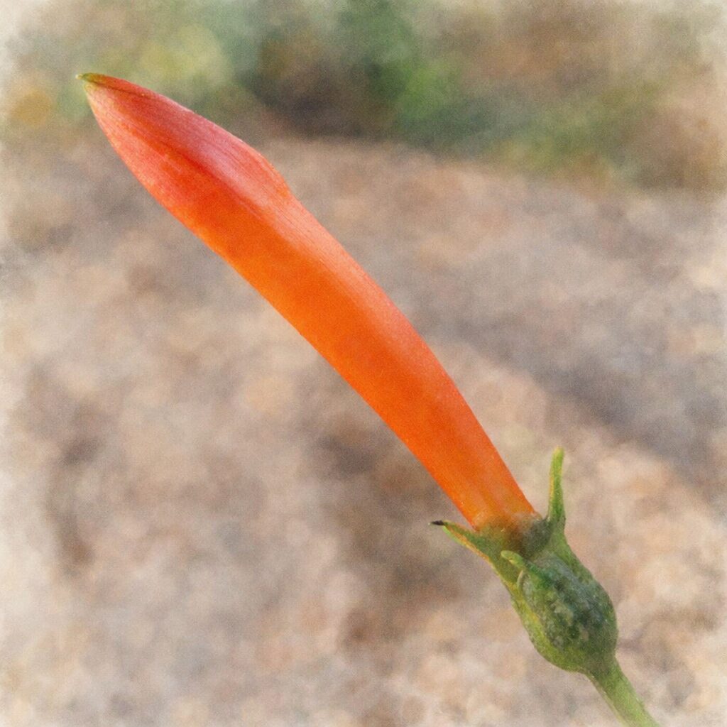 マルバルコウの花芽を斜め構図で描いた手描き水彩画風イラスト。赤橙色の細長いつぼみと緑の萼をやさしい筆致で表現し、背景は淡い土色と緑がふんわりにじむ絵画的な雰囲気。