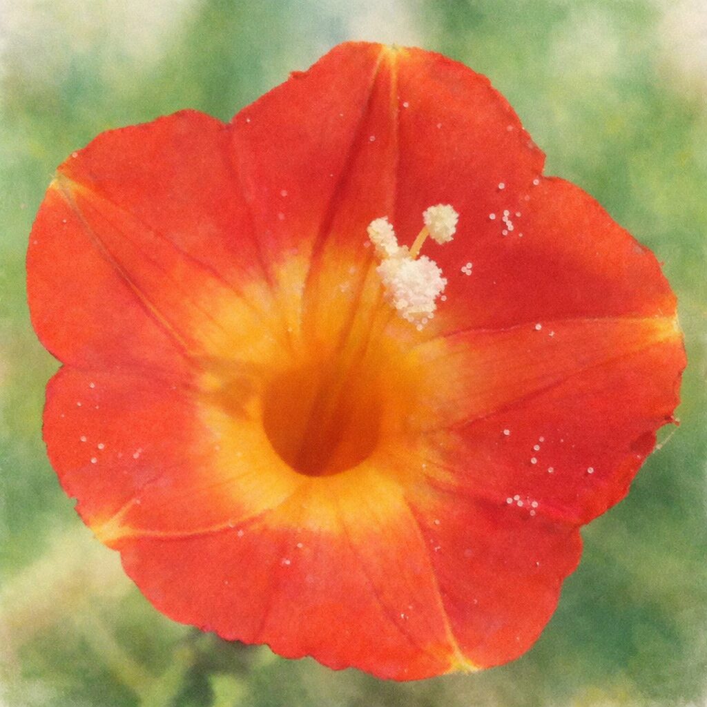 マルバルコウの花を正面構図で描いた手描き水彩画風イラスト。赤い花弁と黄色い花喉のグラデーションをふんわりとしたにじみで表現し、中央の白い雄しべもやさしく描写。背景は淡い緑のぼかしで、絵画的で柔らかな雰囲気。