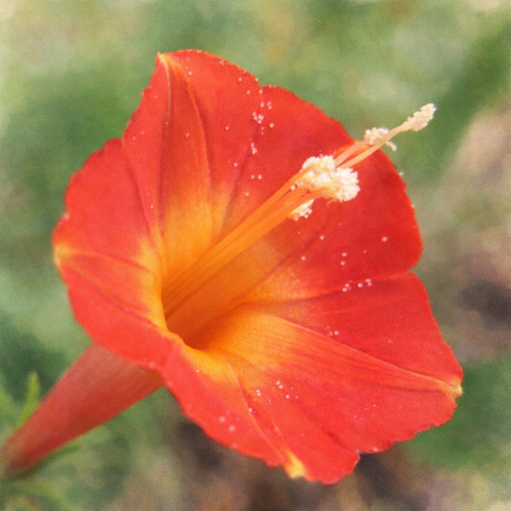 マルバルコウの花を横向きに描いた手描き水彩画風イラスト。赤から黄へとにじむ花弁のグラデーションと繊細な雄しべを、優しくふんわりとした筆致で表現し、背景は淡い緑でまとめた絵画的な雰囲気。