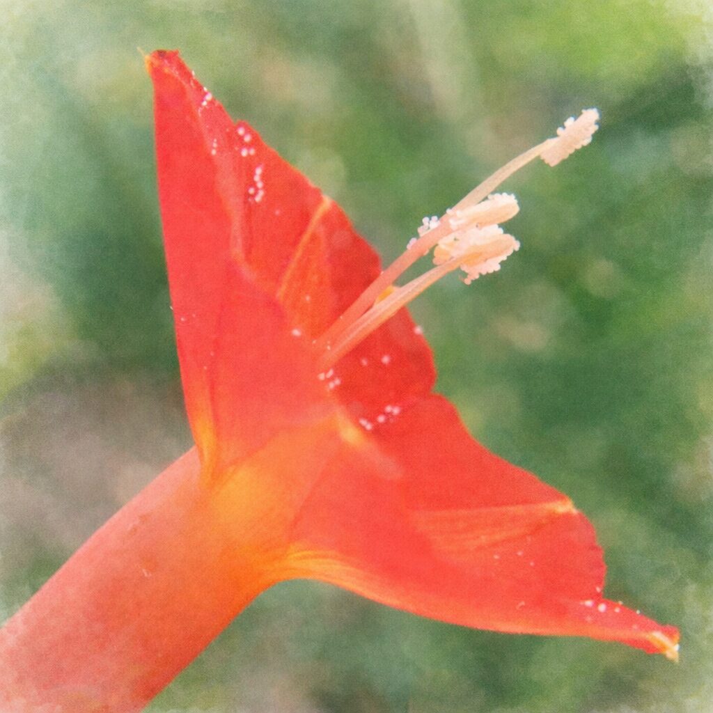 マルバルコウの花を横向き構図で描いた手描き水彩画風イラスト。赤から橙へとにじむ筒状花と、先端に白い雄しべが浮かび上がるように表現されている。背景は淡い緑のぼかしで、ふんわり優しい絵画的な雰囲気。