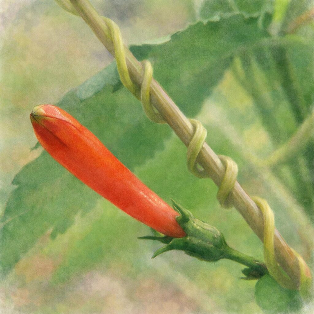 マルバルコウのつぼみを描いた手描き水彩画風イラスト。赤橙色の細長いつぼみと、巻き付くつる状の茎をやさしい筆致で表現し、背景は淡い緑色でふんわりとぼかした絵画的な雰囲気。