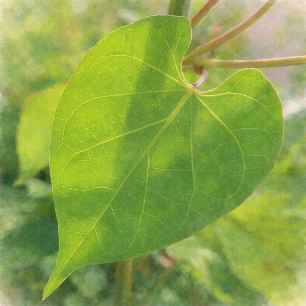 マルバルコウの葉を描いた手描き水彩画風イラスト。黄緑色のハート形の葉と繊細な葉脈をやさしい筆致で表現し、背景は淡い緑のにじみでまとめた、ふんわりとした絵画的な雰囲気。