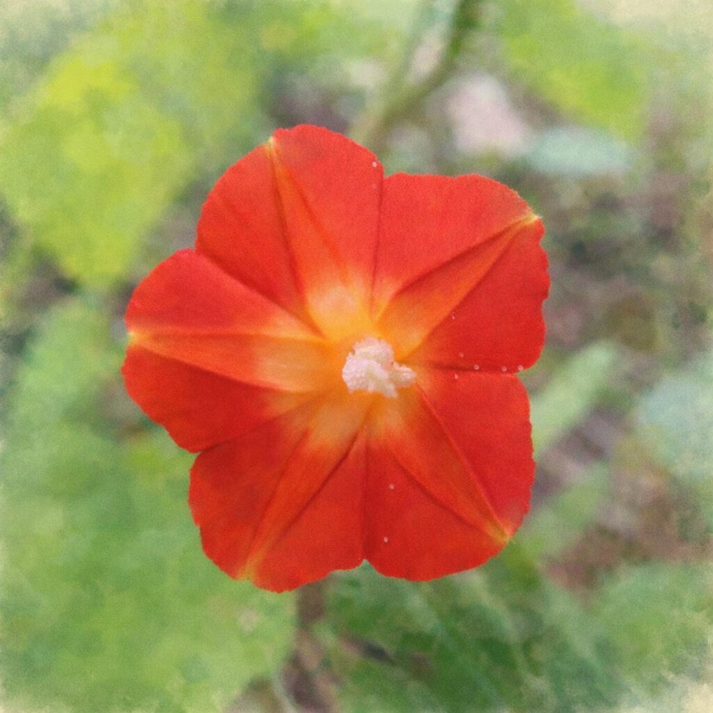 マルバルコウの花を正面構図で描いた手描き水彩画風イラスト。赤い花弁と中心の黄橙色のにじみを優しい筆致で表現し、白い雄しべをアクセントに、背景は淡い緑でふんわりまとめた絵画的な雰囲気。