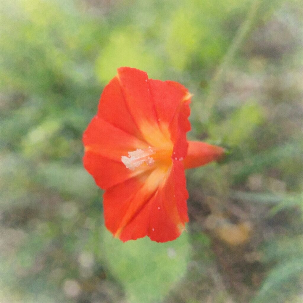 マルバルコウの花を描いた手描き水彩画風イラスト。赤い花弁と中心の黄橙色のにじみをやさしい筆致で表現し、白い雄しべをアクセントに、背景は淡い緑でふんわりとまとめた絵画的な雰囲気。