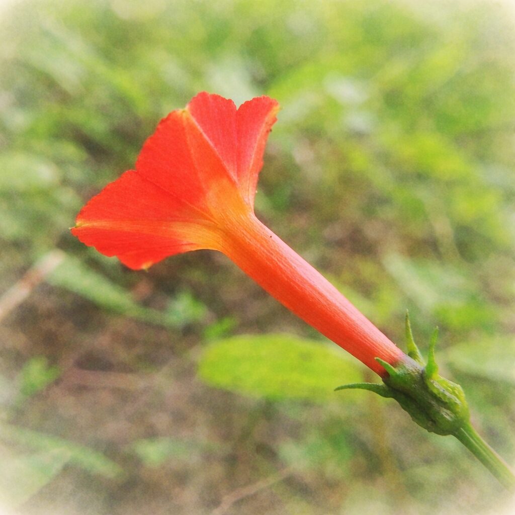 マルバルコウの花を横向きに描いた手描き水彩画風イラスト。橙赤色の細い花筒と赤い花弁のグラデーションをやさしい筆致で表現し、緑の萼と背景は淡いにじみでふんわりまとめた絵画的な雰囲気。