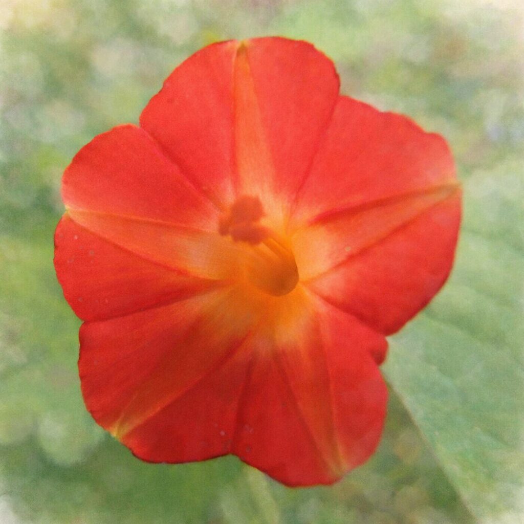 マルバルコウの花をモチーフにした手描き水彩画風イラスト。赤から橙へとにじむ花弁のグラデーションと中央の柔らかな光を、ふんわりとした優しい質感で正方形構図に描いている。