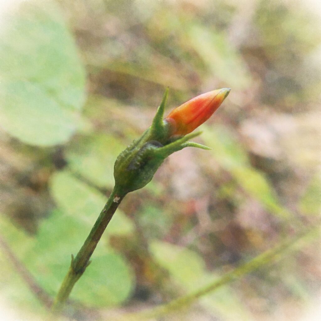 マルバルコウのつぼみを描いた手描き水彩画風イラスト。橙色のつぼみと緑の萼を、にじみのある優しい筆致で表現し、背景は淡い緑でふんわりと省略された正方形構図。