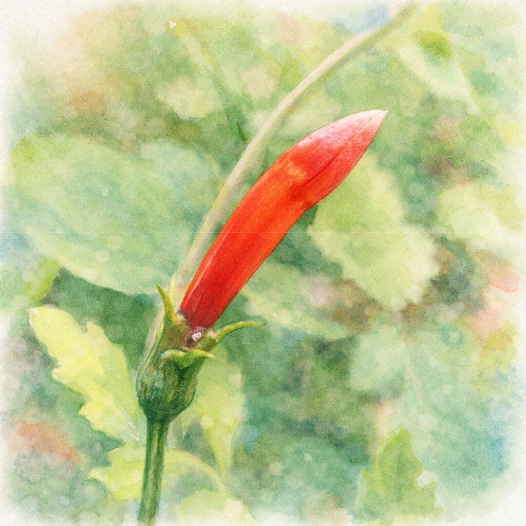 マルバルコウの赤い花のつぼみを描いた手描き水彩画風イラスト。細長く弓なりに伸びる朱赤色の花蕾と緑の萼・茎を主役に、背景は淡い緑でふんわりとぼかした優しい質感の植物画。