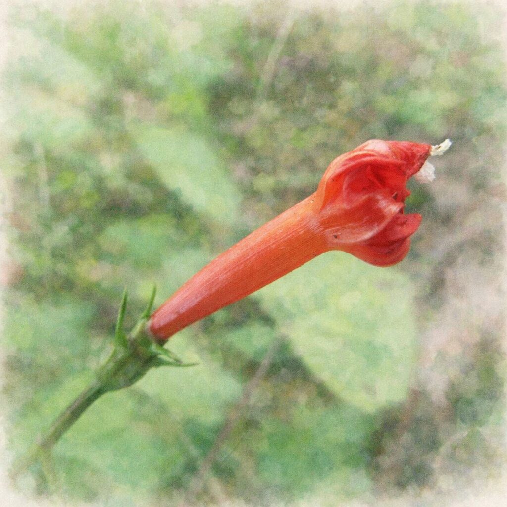 マルバルコウの赤い花を描いた手描き水彩画風イラスト。横向きに伸びる筒状の朱赤色の花と繊細な花弁、先端の白い雄しべを主役に、背景は淡い緑でふんわりとぼかした優しい質感の植物画。